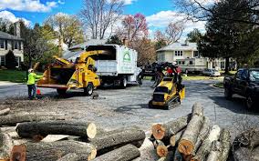 How Our Tree Care Process Works  in  Ken Caryl, CO